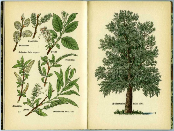 Silberweide (Salix alba).  White willow